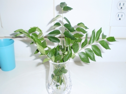 Curry leaves