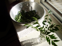 Drying leaves