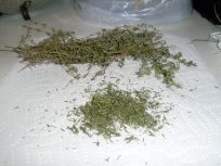 Drying thyme
